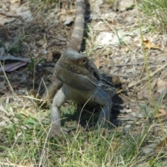 Pogona barbata (Eastern Bearded Dragon) at Red Hill Nature Reserve - 27 Jan 2012 by MichaelMulvaney