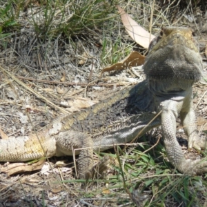 Pogona barbata at Red Hill, ACT - 28 Jan 2012