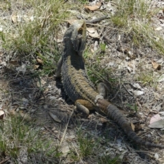 Pogona barbata at Red Hill, ACT - 28 Jan 2012