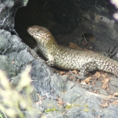 Egernia cunninghami (Cunningham's Skink) at Red Hill, ACT - 16 Nov 2012 by MichaelMulvaney