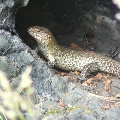 Egernia cunninghami (Cunningham's Skink) at Red Hill Nature Reserve - 16 Nov 2012 by MichaelMulvaney