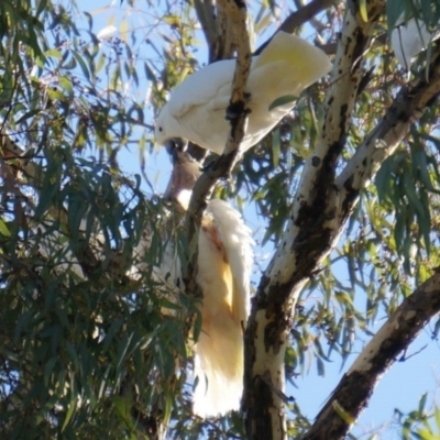 Cacatua galerita (Sulphur-crested Cockatoo) at Watson, ACT - 11 May 2014 by AaronClausen