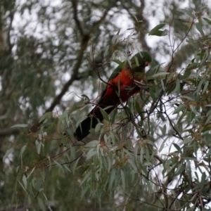 Alisterus scapularis at Watson, ACT - 1 Jun 2014