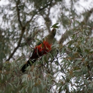 Alisterus scapularis at Watson, ACT - 1 Jun 2014 12:50 PM