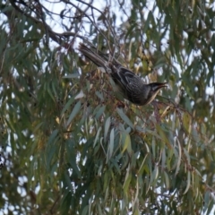 Anthochaera carunculata (Red Wattlebird) at Watson, ACT - 29 May 2014 by AaronClausen