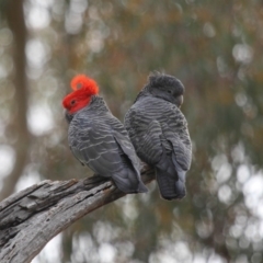 Callocephalon fimbriatum (Gang-gang Cockatoo) at ANBG - 22 Sep 2018 by TimL