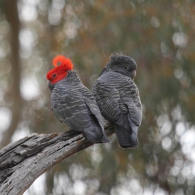 Callocephalon fimbriatum (Gang-gang Cockatoo) at ANBG - 22 Sep 2018 by TimL