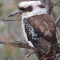 Dacelo novaeguineae (Laughing Kookaburra) at Tuggeranong Hill - 21 Sep 2018 by MichaelBedingfield