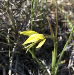 Diuris chryseopsis (Golden Moth) at Goorooyarroo NR (ACT) - 22 Sep 2018 by AaronClausen