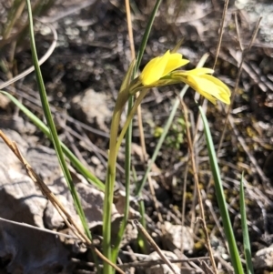 Diuris chryseopsis at Amaroo, ACT - suppressed