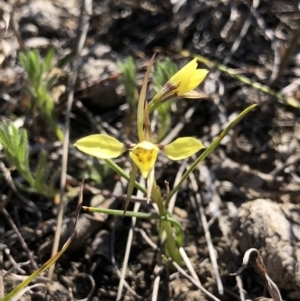 Diuris chryseopsis at Amaroo, ACT - suppressed