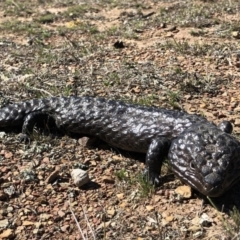 Tiliqua rugosa (Shingleback Lizard) at Amaroo, ACT - 22 Sep 2018 by AaronClausen