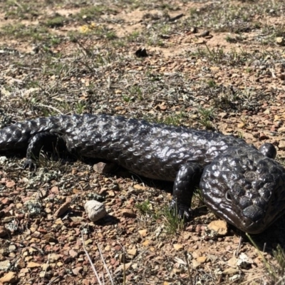 Tiliqua rugosa (Shingleback Lizard) at Mulligans Flat - 22 Sep 2018 by AaronClausen