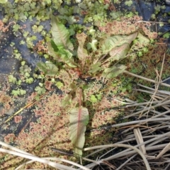 Rumex crispus at Fyshwick, ACT - 22 Sep 2018