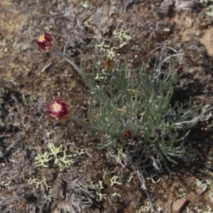 Leucochrysum albicans at Gundaroo, NSW - 22 Sep 2018