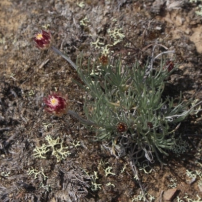 Leucochrysum albicans (Hoary Sunray) at Mcleods Creek Res (Gundaroo) - 22 Sep 2018 by MaartjeSevenster