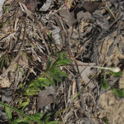 Leptorhynchos squamatus (Scaly Buttons) at Mcleods Creek Res (Gundaroo) - 22 Sep 2018 by MaartjeSevenster