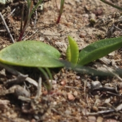 Ophioglossum lusitanicum (Adder's Tongue) at Gundaroo, NSW - 22 Sep 2018 by MaartjeSevenster