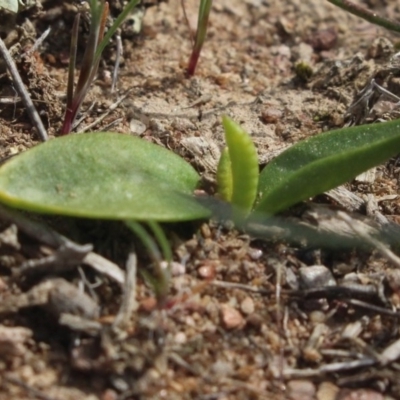 Ophioglossum lusitanicum (Adder's Tongue) at Gundaroo, NSW - 22 Sep 2018 by MaartjeSevenster