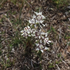 Wurmbea dioica subsp. dioica (Early Nancy) at Mcleods Creek Res (Gundaroo) - 22 Sep 2018 by MaartjeSevenster