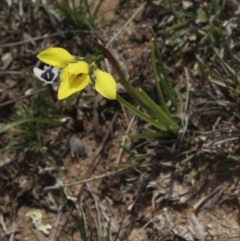 Diuris chryseopsis (Golden Moth) at Mcleods Creek Res (Gundaroo) - 22 Sep 2018 by MaartjeSevenster