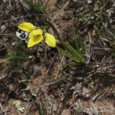 Diuris chryseopsis (Golden Moth) at Gundaroo, NSW - 22 Sep 2018 by MaartjeSevenster