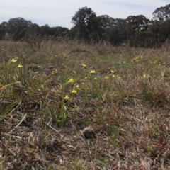 Diuris chryseopsis at Gundaroo, NSW - 22 Sep 2018