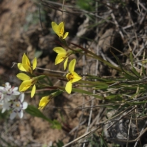 Diuris chryseopsis at Gundaroo, NSW - 22 Sep 2018