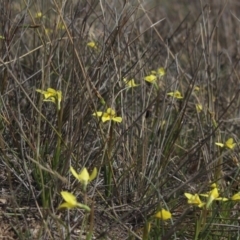 Diuris chryseopsis at Gundaroo, NSW - 22 Sep 2018