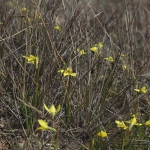 Diuris chryseopsis at Gundaroo, NSW - suppressed