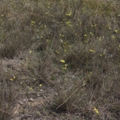 Diuris chryseopsis at Gundaroo, NSW - 22 Sep 2018