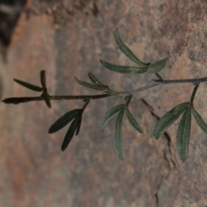 Glycine sp. at Gundaroo, NSW - 22 Sep 2018