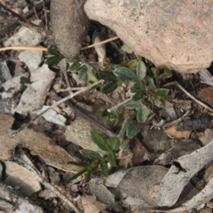 Glycine sp. at Gundaroo, NSW - 22 Sep 2018