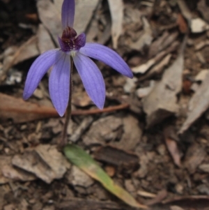 Cyanicula caerulea at Gundaroo, NSW - suppressed