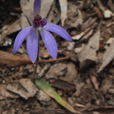 Cyanicula caerulea (Blue Fingers, Blue Fairies) at Gundaroo, NSW - 22 Sep 2018 by MaartjeSevenster