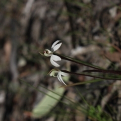 Caladenia fuscata (Dusky Fingers) at Gundaroo, NSW - 22 Sep 2018 by MaartjeSevenster