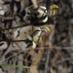 Caladenia ustulata (Brown Caps) at Mcleods Creek Res (Gundaroo) - 22 Sep 2018 by MaartjeSevenster