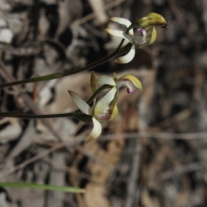 Caladenia ustulata at Gundaroo, NSW - 22 Sep 2018