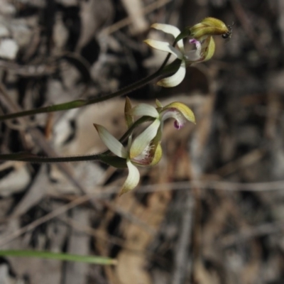 Caladenia ustulata (Brown Caps) at Mcleods Creek Res (Gundaroo) - 22 Sep 2018 by MaartjeSevenster