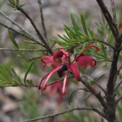 Grevillea sp. (Grevillea) at Mcleods Creek Res (Gundaroo) - 22 Sep 2018 by MaartjeSevenster