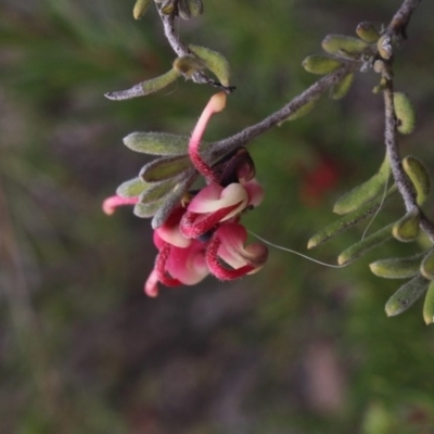 Grevillea lanigera (Woolly Grevillea) at Gundaroo, NSW - 22 Sep 2018 by MaartjeSevenster