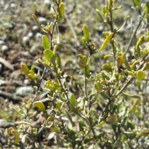 Hibbertia obtusifolia at Amaroo, ACT - 23 Sep 2018