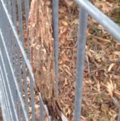 Metura elongatus at Narrabundah, ACT - 23 Sep 2018