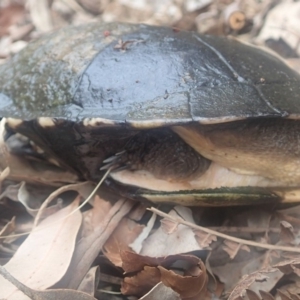 Chelodina longicollis at Dignams Creek, NSW - 23 Sep 2018