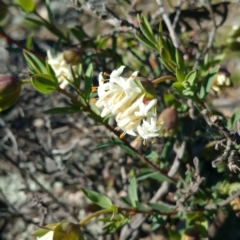 Pimelea glauca (Smooth Rice Flower) at Amaroo, ACT - 22 Sep 2018 by nath_kay