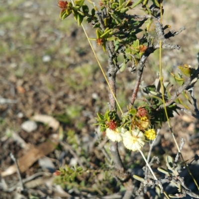 Acacia gunnii (Ploughshare Wattle) at Amaroo, ACT - 23 Sep 2018 by nathkay