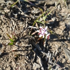 Wurmbea dioica subsp. dioica (Early Nancy) at Amaroo, ACT - 23 Sep 2018 by nathkay