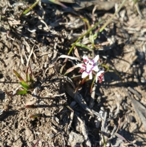 Wurmbea dioica subsp. dioica at Amaroo, ACT - 23 Sep 2018 08:32 AM