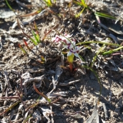 Wurmbea dioica subsp. dioica at Amaroo, ACT - 23 Sep 2018 08:32 AM