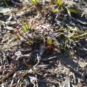 Wurmbea dioica subsp. dioica at Amaroo, ACT - 23 Sep 2018 08:32 AM